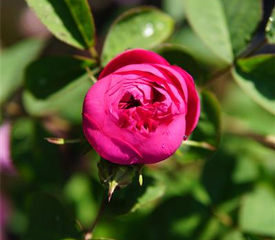 Rosa 'Rose de Resht' STR