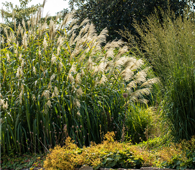Miscanthus x giganteus 'Aksel Olsen'