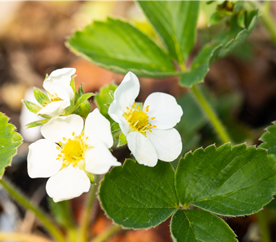 Fragaria 'Honeoye'