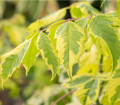 Acer negundo 'Aureo-variegatum'