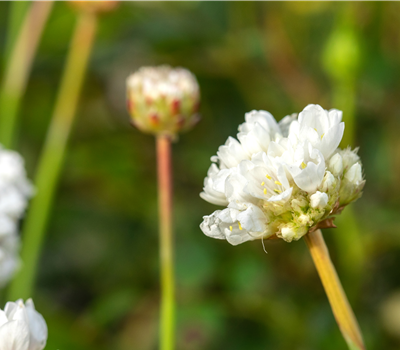 Armeria pseudarmeria 'Ballerina White'