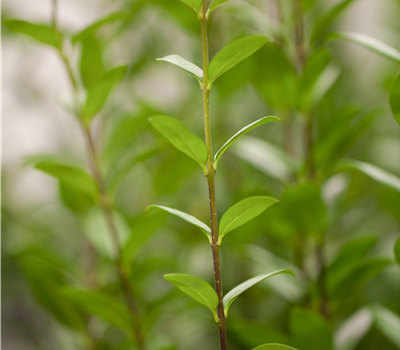 Ligustrum vulgare 'Atrovirens Select'