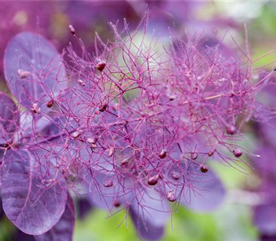 Cotinus coggygria 'Dusky Maiden' ®