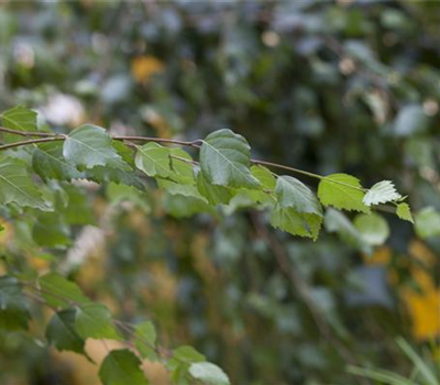 Betula utilis 'Doorenbos'