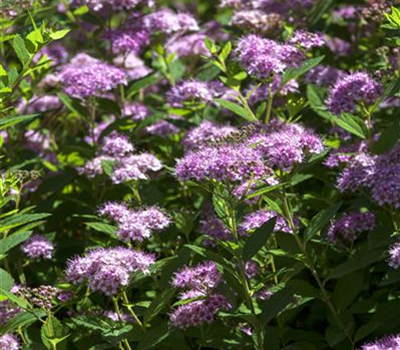 Spiraea japonica 'Little Princess'