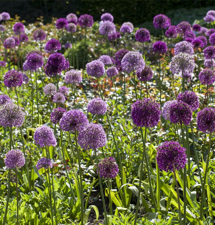 Allium giganteum