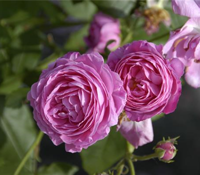 Rosa 'Louise Odier' STR