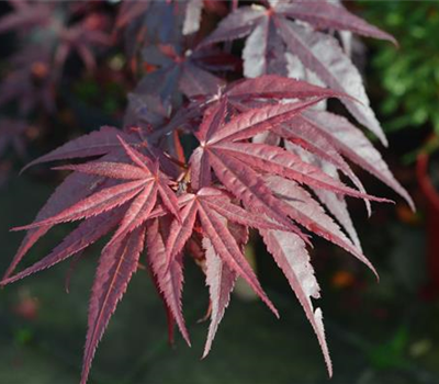 Acer palmatum 'Atropurpureum'