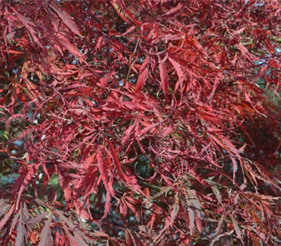 Acer palmatum 'Garnet'