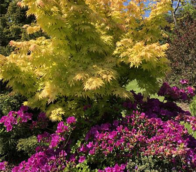 Acer palmatum 'Orange Dream'