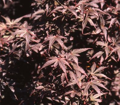 Acer palmatum 'Skeeter's Broom'