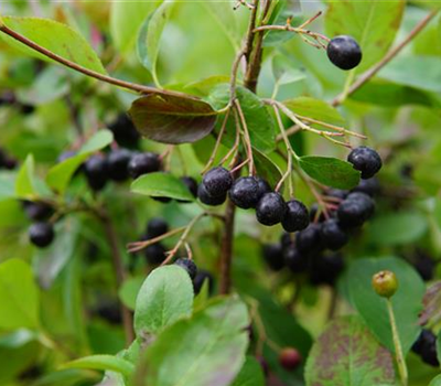 Aronia prunifolia 'Viking'