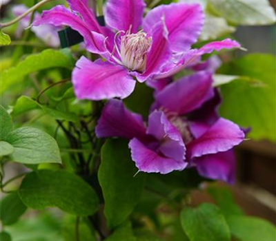 Clematis 'Dr. Ruppel'