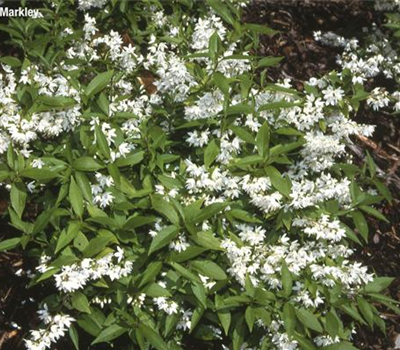 Deutzia gracilis