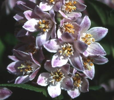 Deutzia magnifica 'Tourbillon Rouge'