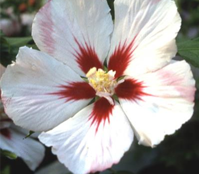 Hibiscus syriacus 'Hamabo'