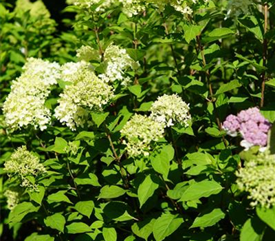 Hydrangea panic. 'Limelight' -S-