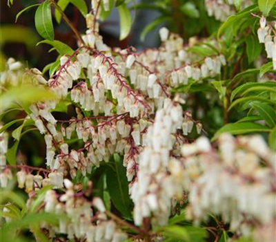 Pieris japonica 'Mountain Fire'