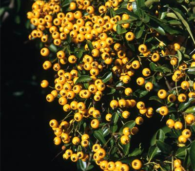 Pyracantha 'Soleil d'Or'