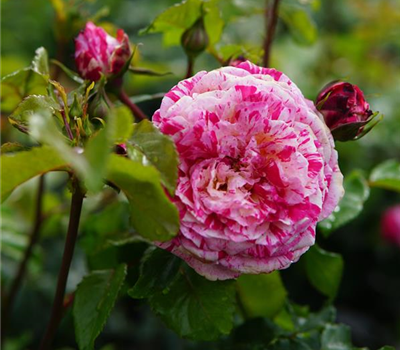 Rosa 'Abracadabra' -R- BT