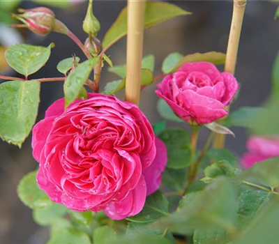 Rosa 'Allegro' -R- KL