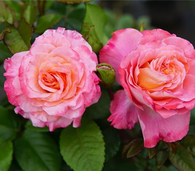 Rosa 'Augusta Luise' -R- TH