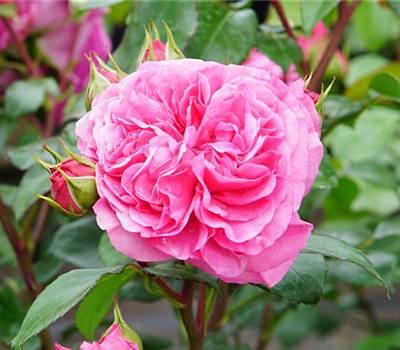 Rosa 'Baronesse' -R- BT