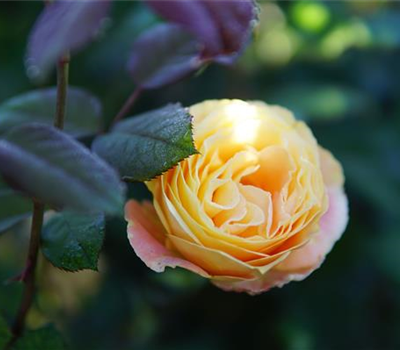 Rosa 'Candlelight' -R- TH