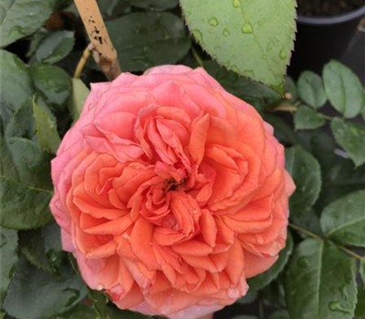 Rosa 'Chippendale' -R- TH