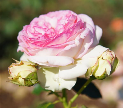 Rosa 'Eden Rose '85' -STR-