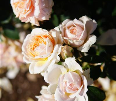 Rosa 'Garden of Roses' -R- BT