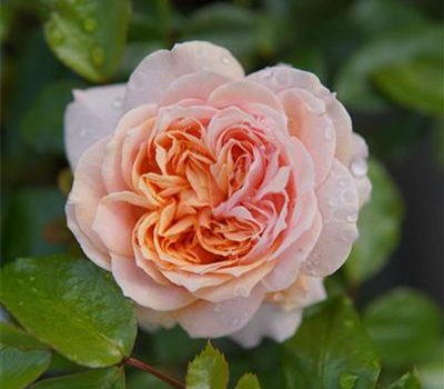 Rosa 'Garden of Roses' -R- BT