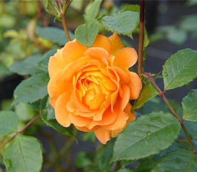 Rosa 'Goldelse' -R- BT