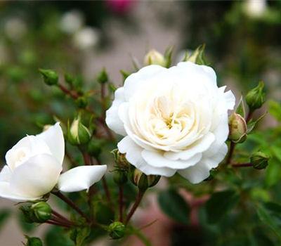 Rosa 'Kastelruther Spatzen' -BDR-