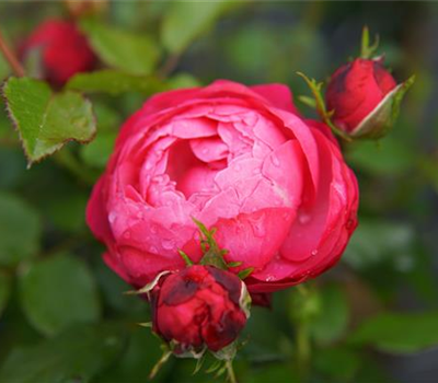 Rosa 'King George I' -R- BT