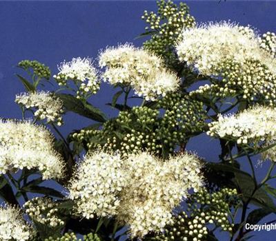 Spiraea japonica 'Albiflora'