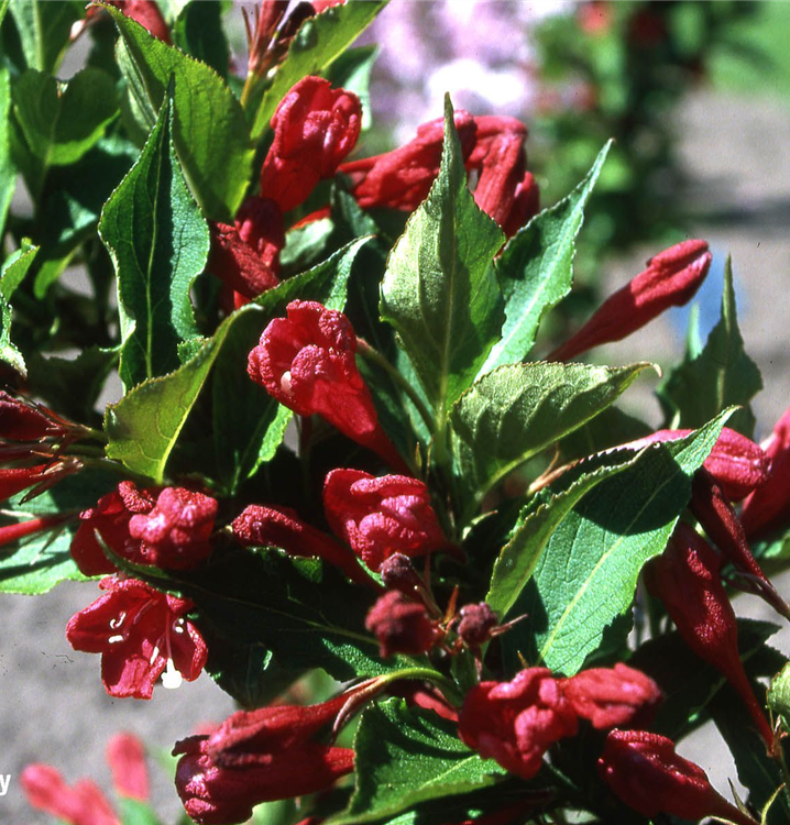 Weigela 'Red Prince'