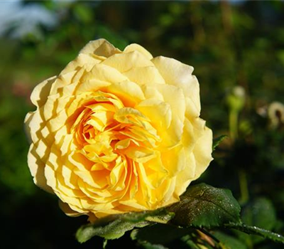 Rosa 'Golden Celebration' -R- STR