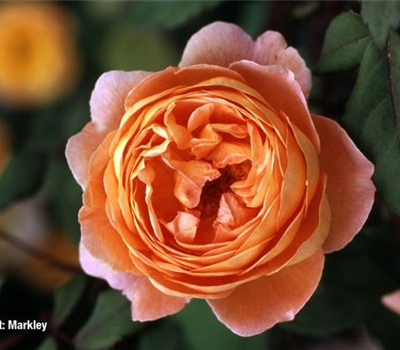 Rosa 'Lady Emma Hamilton' -R- STR