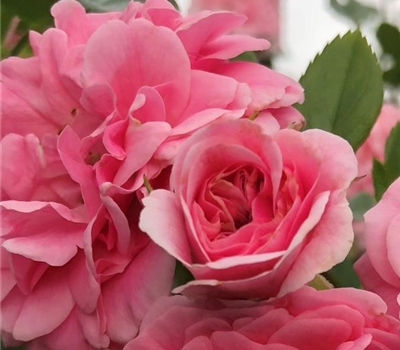Rosa 'Pink Swany' ® Doppelveredelung