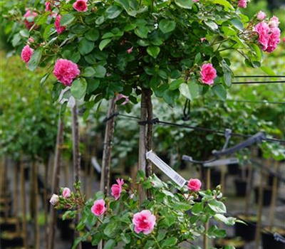 Rosa 'Pink Swany' ® Doppelveredelung