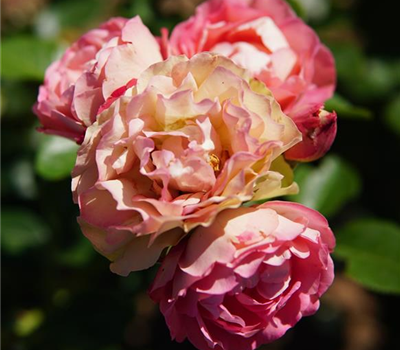 Rosa 'Acropolis' -R- BT