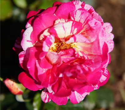 Rosa 'Broceliande' -R- TH