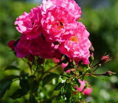 Rosa 'Heidetraum' -R- BDR