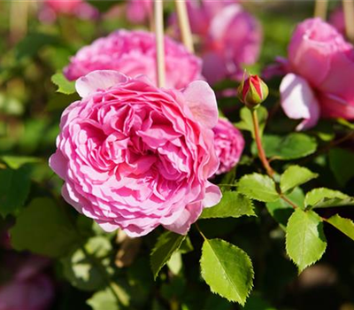 Rosa 'Princess Alexandra of Kent' -STR-