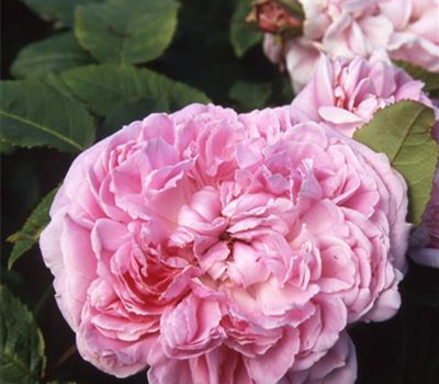 Rosa 'Jacques Cartier' STR