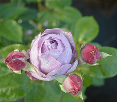 Rosa 'Novalis' -R- BT