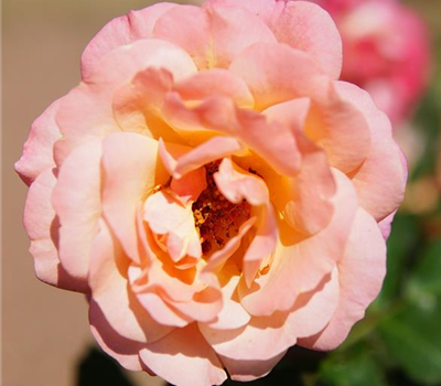 Rosa 'Peach Melba' -R- KL