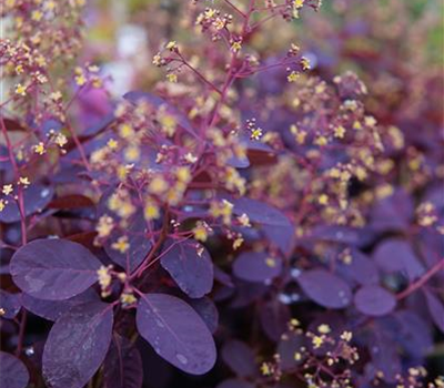 Cotinus coggygria 'Royal Purple'