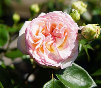 Rosa 'Biedermeier Garden' -R- TH
